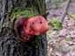Májgomba (Fistulina hepatica), Budai-hegység